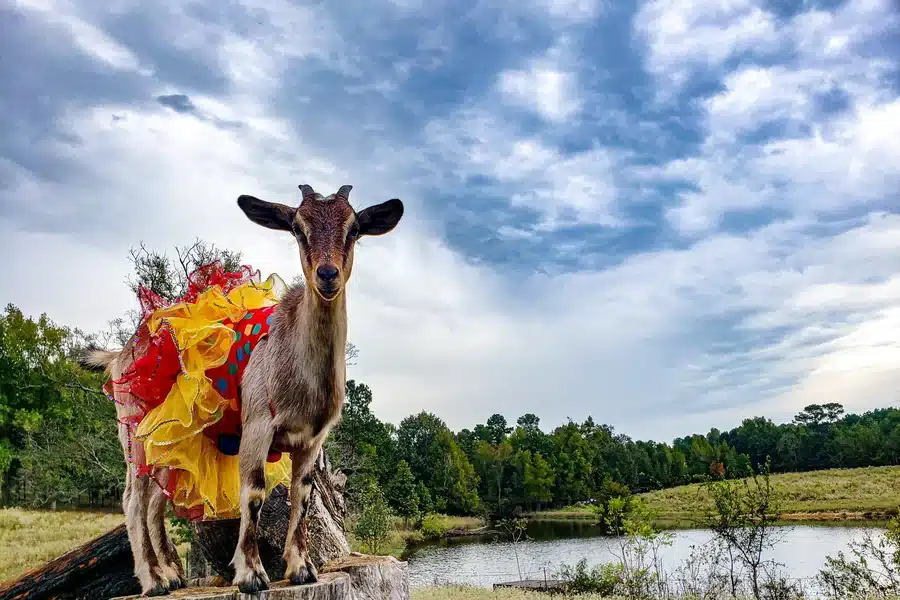 Arkansas Goat Festival