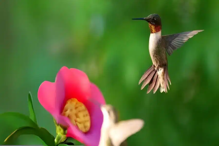 Hummingbird Festival Rockport
