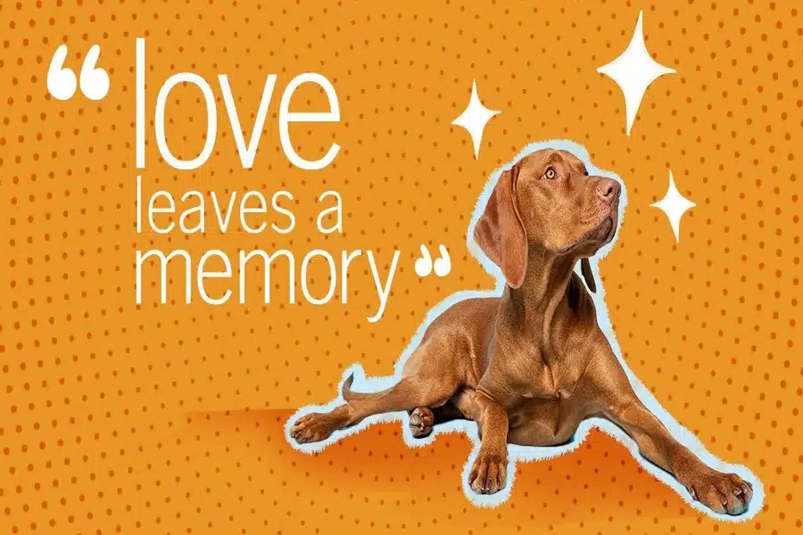 Losing a Pet quote