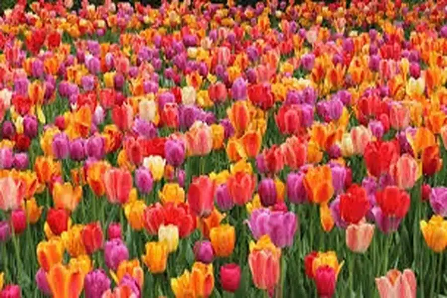 Wamego Tulip Festival