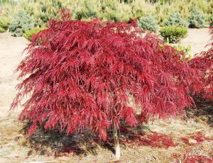Crimson Queen Japanese Maple A Graceful Icon of Landscape Design