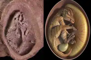 Preserved Dinosaur Embryo Shows Life Before Birth