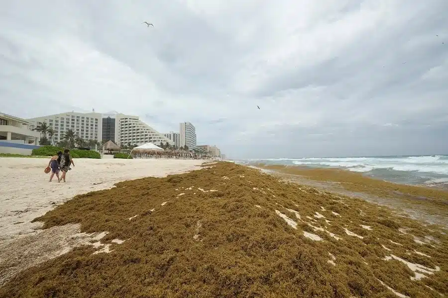 Seaweed News Highlights Shaping Food Health and Climate