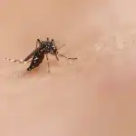 How To Prevent Mosquito Breeding Around Your Home In Caldwell