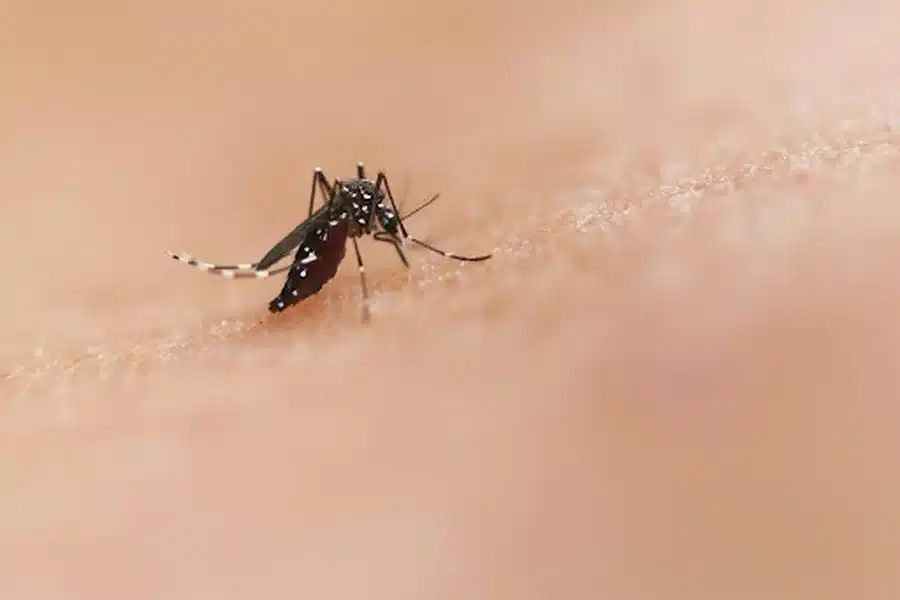 How To Prevent Mosquito Breeding Around Your Home In Caldwell