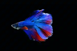 Natural Habitat and Behavior of Betta Fish