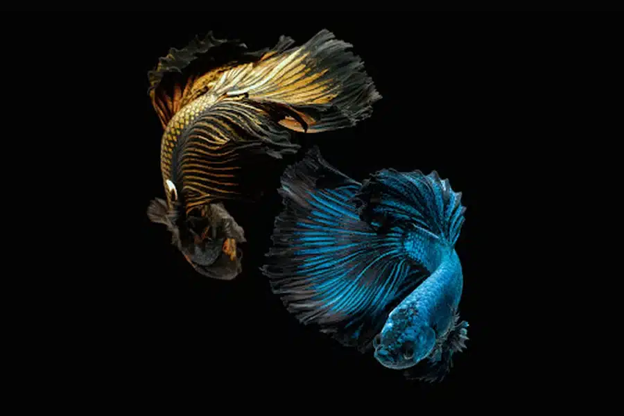 Natural Habitat and Behavior of Betta Fish