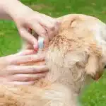 Flea Treatment