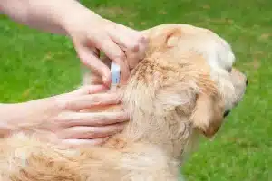 How to Choose the Best Flea Treatment for Dogs