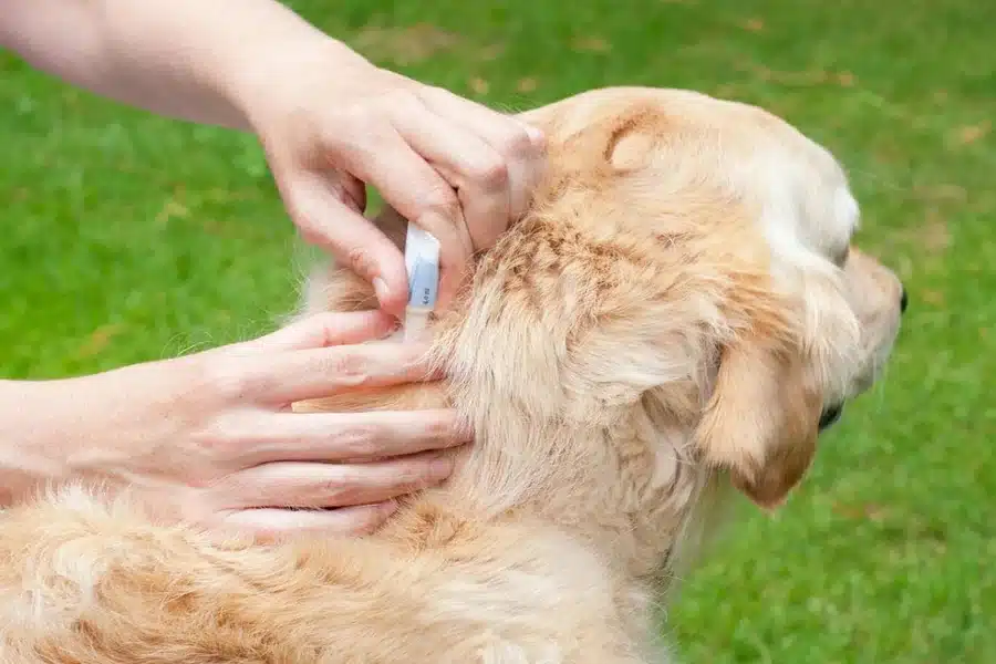 How to Choose the Best Flea Treatment for Dogs