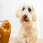 How to Give Peanut Butter to Your Dog in Seven Risk-Free Steps