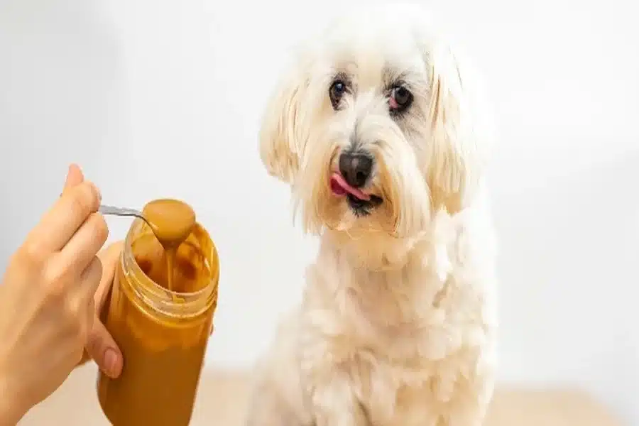 How to Give Peanut Butter to Your Dog in Seven Risk-Free Steps