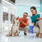 Pet Insurance