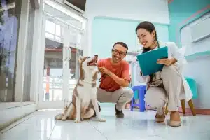 Understanding Pet Insurance – What Every Pet Owner Should Know
