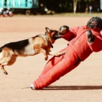 Dog Bite