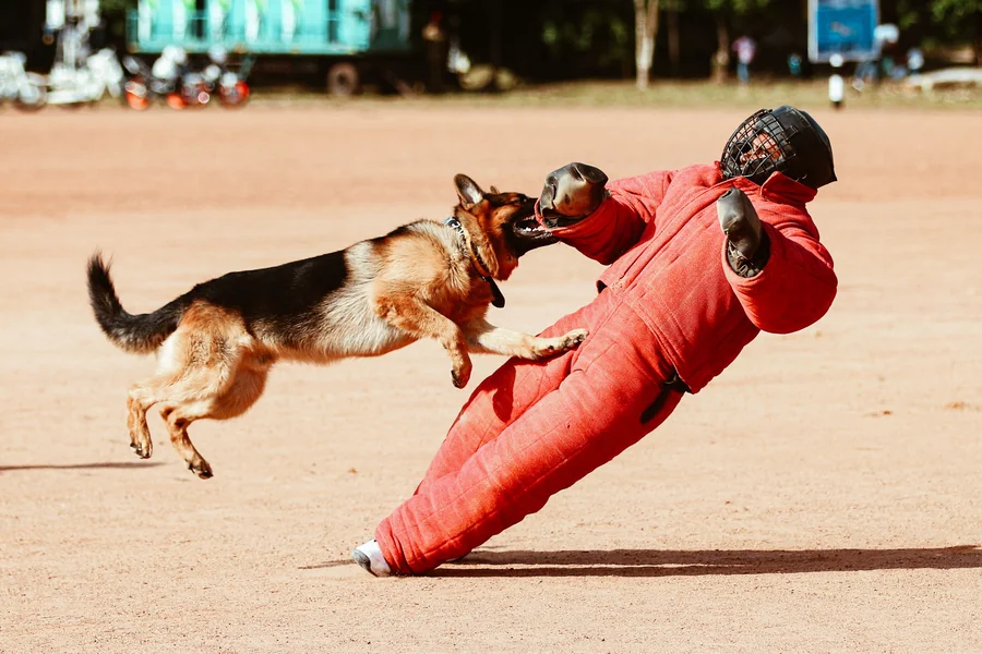 When a Dog Bite Leaves Deep Puncture Wounds