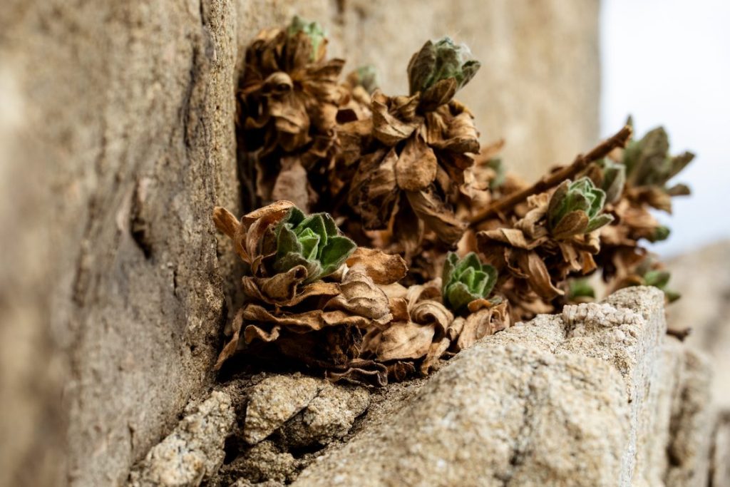 What Is Kanna Used For? Traditional Roots and Modern Wellness